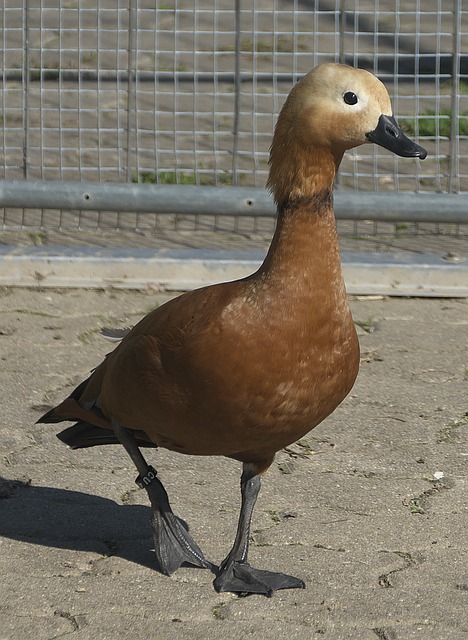 分能力